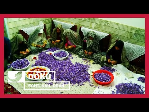 Safranernte im Iran - Harte Arbeit für den Genuss | Entdeckt! Geheimnisvolle Orte | kabel eins Doku