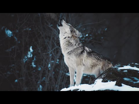 Wolf howl - Wolves in Belarus. Why Do Wolves Howl? | Film Studio Aves