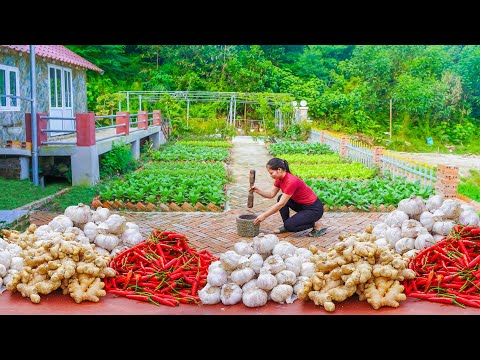 Make Biological Pesticides From Ginger, Garlic, Chili To Spray on Vegetable Garden Damaged by Pests