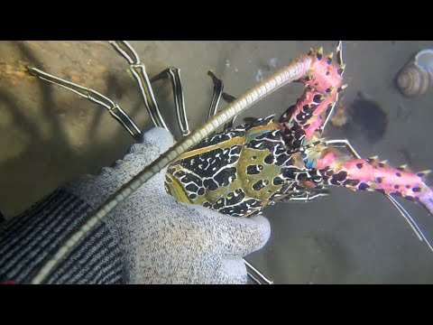 Diving under the sea to catch eels, crabs and sea cucumbers | Part 37