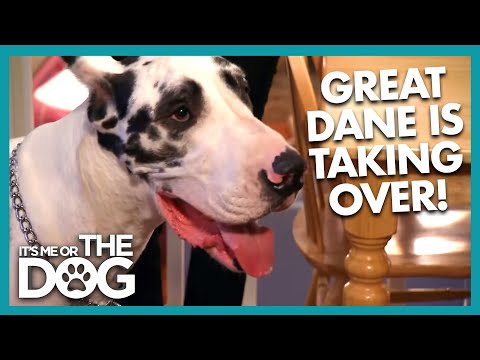 Taming a 150lb Out-of-Control Great Dane | It's Me Or The Dog