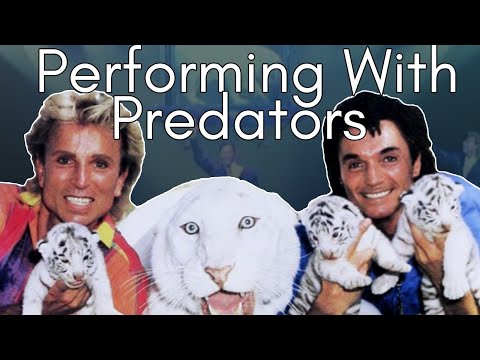 Siegfried and Roy Tiger Attack: When a Bond With a Big Cat Gets Broken