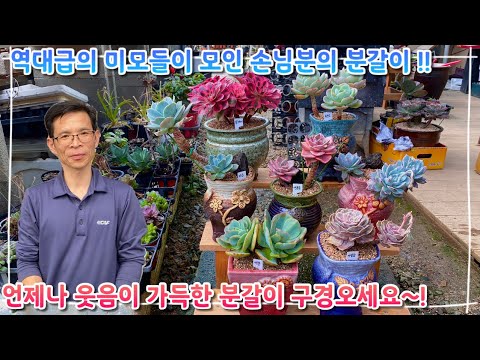 역대급 미모들이 모인 손님분 분갈이 !! 언제나 웃음꽃이 가득한 분갈이 구경오세요 ~!