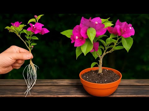 🌸Technique to Root Easy Bougainvillea Branches at Home