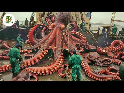 How Japanese People Harvest and Process Thousands of Giant Octopus | Processing Factory
