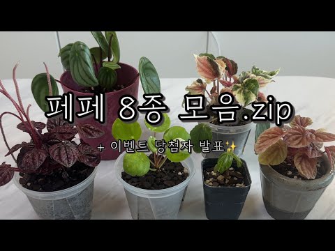 [식물vlog] 예쁜 페페 8종 추천💭 | 수박페페 잎 말리는 이유? 소소한 Tip💡| 이벤트 당첨자 발표🎉