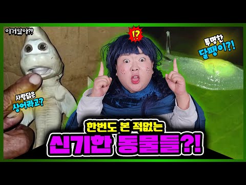 [이거알아-동물]세상에 신기한 동물🪼🐌들이 다 모였다!?ㅋㅋㅋㅋㅋ투명한 동물🪲부터 오래사는 동물🐋사람 닮은 동물들까지?!