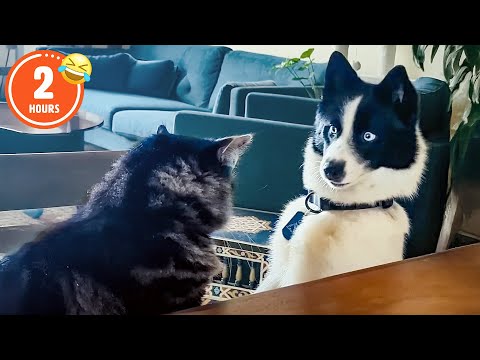 CLASSIC Dog Videos! 🐶 🤣 | 2 HOURS of FUNNY Clips