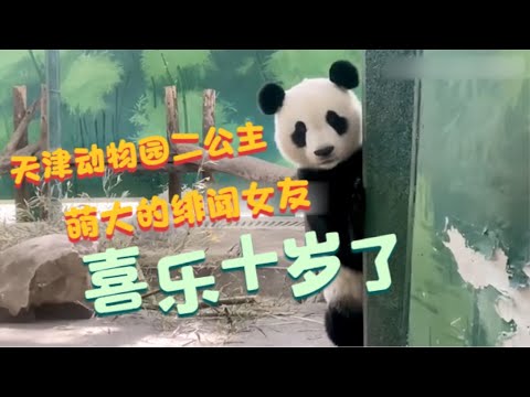 大熊猫喜乐十岁了:生活在天津的八里台二姑奶奶,喜妹芦芦的女儿,萌大的绯闻女友,奶爸单口相声爆黑料