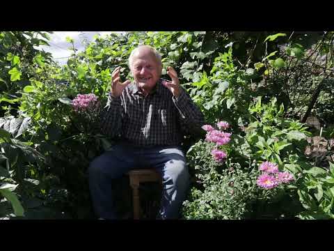 Почему для почвы овсяный кисель лучше триходермы, а от слизней утята лучше боверии.