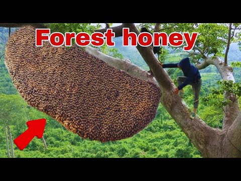Tree Climbing Skills Without Fear of Heights  Dangerous Wild Honey Harvest