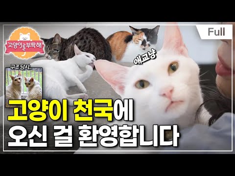 [Full] Please Take Care of My Cat - Welcome to Cat Heaven