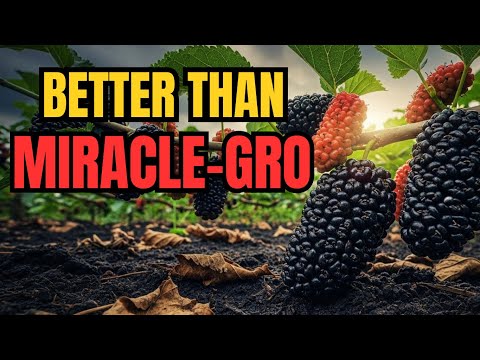 This Crop Built Fertile Soil Before Fertilizers Existed — Why Did It Disappear?