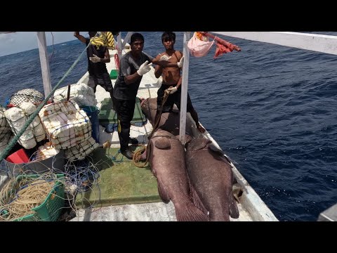 Amazing!! 3 MONSTER GROUPERS SUCCESSFULLY CONQUERED!!