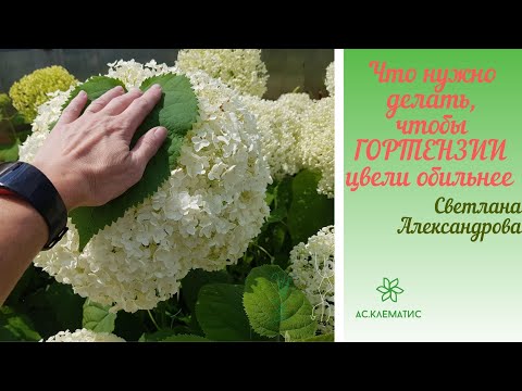 ВЫПОЛНИТЕ всего 3 УСЛОВИЯ  и Ваши ДРЕВОВИДНЫЕ ГОРТЕНЗИИ будут самыми КРАСИВЫМИ и пышно ЦВЕТУЩИМИ!