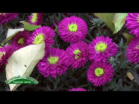 Астра новобельгийская