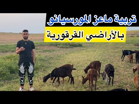 🎥حصريا ولأول مرة على القناة 🎯🎯كيفية تربية ماعز المورسيانو 🐐 🐐بمنطقة البروج القراقرة ❤️❤️