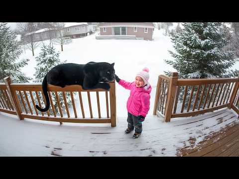 Dangerous Animals Caught Being Friendly