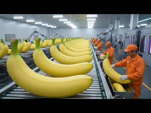 How Bananas Are Really Processed: Inside a Modern Factory