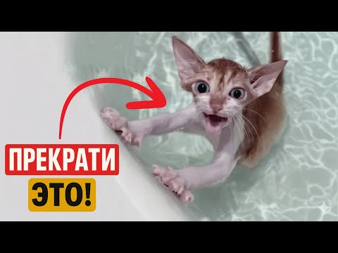 20 things you should NOT do with a cat!