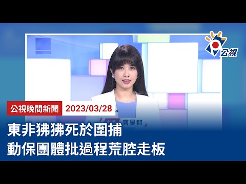 20230328 公視晚間新聞 完整版｜東非狒狒死於圍捕 動保團體批過程荒腔走板