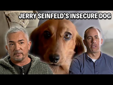 Jerry Seinfeld Has Dog Problems! | Cesar 911 Season 3, Ep. 4 - Part 1
