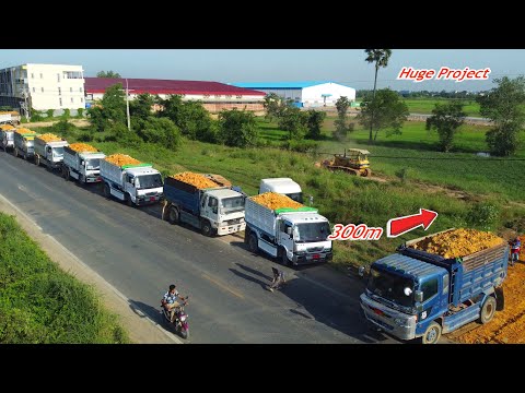 Nicely! Technique Bulldozer KOMATSU D53P Push Soil & Dump truck Filling Land