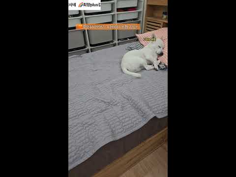 20251215희망플러스 김집사네 라이브 #동물 #애견 #고양이 #강아지 #소통 #고민상담