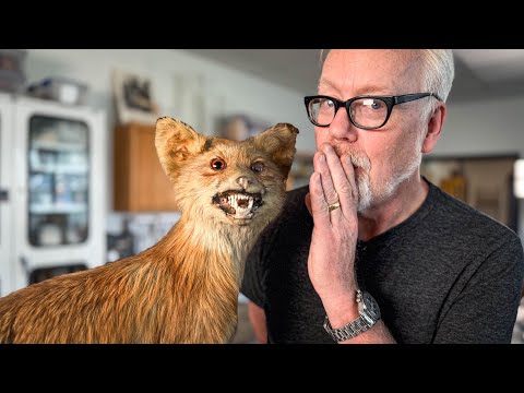 What Happens When Taxidermy Fails