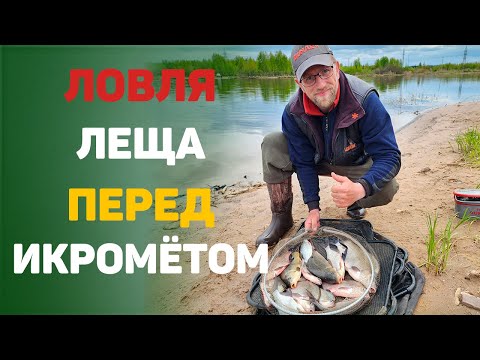 ловля леща перед икрометом
