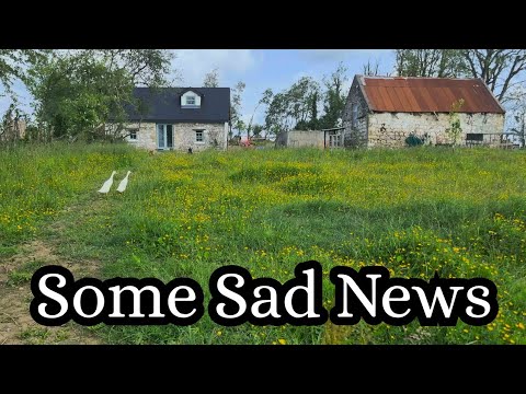 A Sad Loss At The Irish Homestead