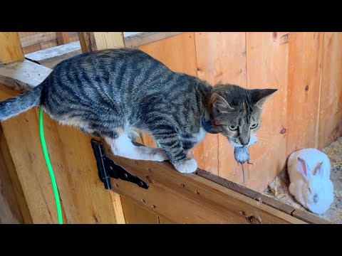 Barn Cats Earn Their Keep | 10'x12' Garden Shed Build | Farm Vlog