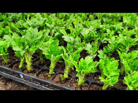Chrysanthemum 2024. Rooting chrysanthemum.