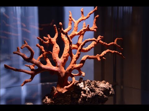 Красный коралл Корсики документальный фильм о Patrick Voillot