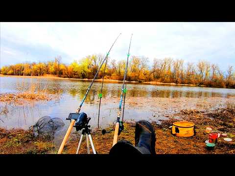 КРУПНІ БАТОНИ НА ФІДЕР У ПОВАЛЕНИХ ДЕРЕРЕВ. Фідерний сезон відкрито