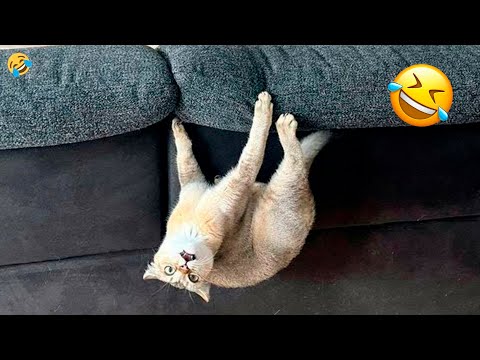 Funny Cats and Dogs Videos Clips 😹 Try Not to Laugh 😂