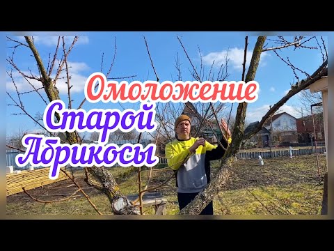 Как понизить абрикос