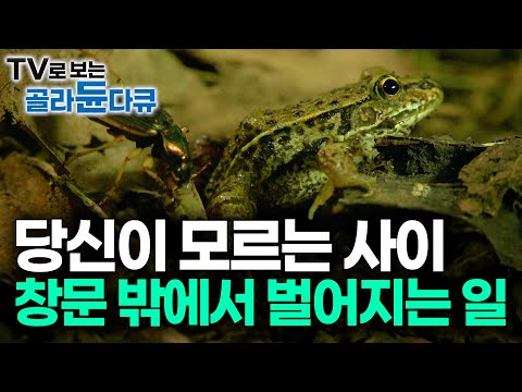 [ENG SUB] The Secret World Of Insects That Make Up 97 Percent Of Earth’s Species #PICKDOCU