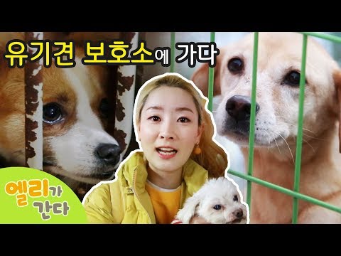 Meet cute dogs at the abandoned dog shelterㅣEllieAndTour