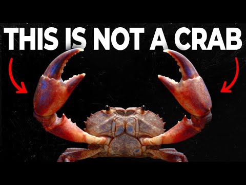 Why Is Everything Evolving Into Crabs?