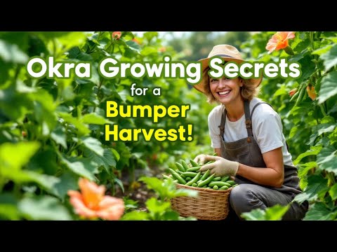 Okra Growing Secrets for a Bumper Harvest!