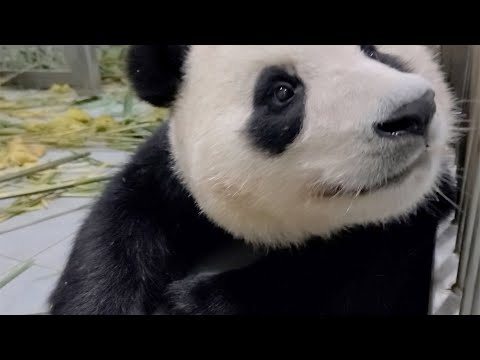 “착하게 자라야지, 엄마처럼” 푸바오 대형사고 그 비하인드 미공개 영상 panda clip
