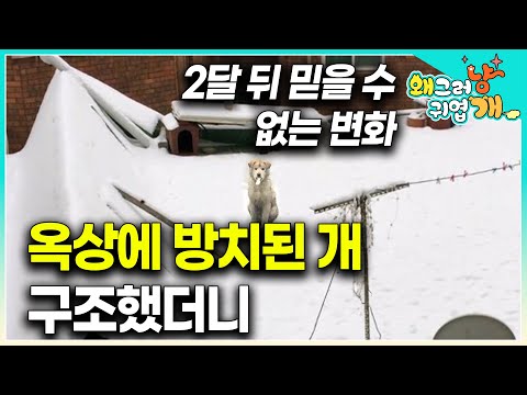 SNS에서 큰 화제를 모았던 개. 폭행을 받은 것으로 의심되는 강아지가 안타까워 입양했지만...｜#왜그러냥귀엽개