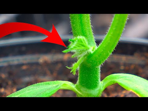 ЗАПОМНИТЕ! ФОРМИРОВКА ОГУРЦОВ ДЛЯ БОЛЬШОГО УРОЖАЯ!