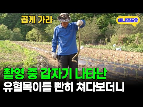 "뱀 잡았다!" 독사든 벌집이든 맨손으로 해결하는 75세 레전드 할아버지 I KBS 인간극장 - 을수골에 불이 밝으면 2012 방송
