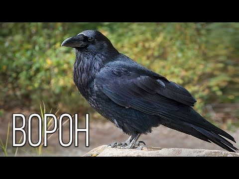 Raven: Nature's Dark Mind | Interesting Facts About Ravens