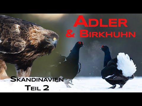 Golden eagles and black grouse - A visit to Finnature - Scandinavia Part 2