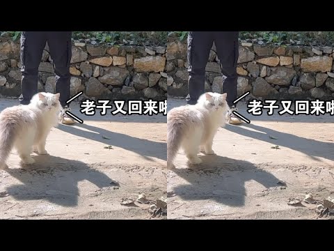 国庆假期带猫回家第三天，又来村里遛猫啦