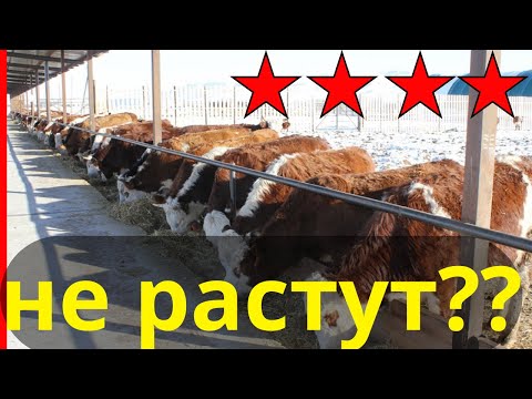 Why aren't calves growing? 8 mistakes that are killing their weight gain.