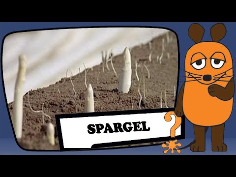Spargel
